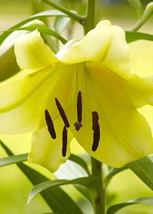 oriental lily outback (Bulbs) real thriller in the garden .Perennial - Caribbeangardenseed