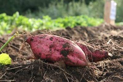 fresh Oriental sweet potatoes (Tuber) Japanese yam, Asian produce - Caribbeangardenseed