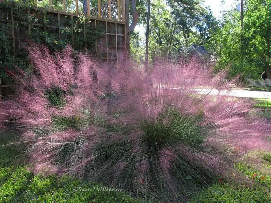 Ornamental Grass Seeds,Pink Muhly - Caribbean garden seed