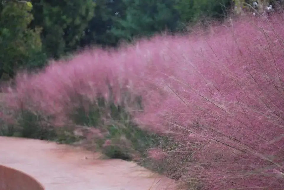 Pink Muhly Ornamental Grass Seeds,known as Hairawn Muhly Grass or Gulf Muhly Grass - Caribbeangardenseed