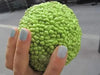 Osage Orange Seeds (Maclura pomifera) Hedge Apple,Bodark, Bois D'Arc,Horse Apple, - Caribbeangardenseed