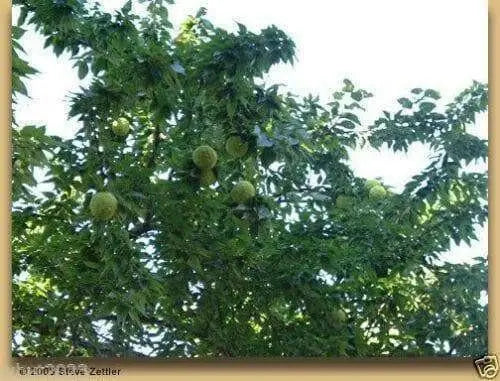 Osage Orange Seeds (Maclura pomifera) Hedge Apple,Bodark, Bois D'Arc,Horse Apple, - Caribbean garden seed