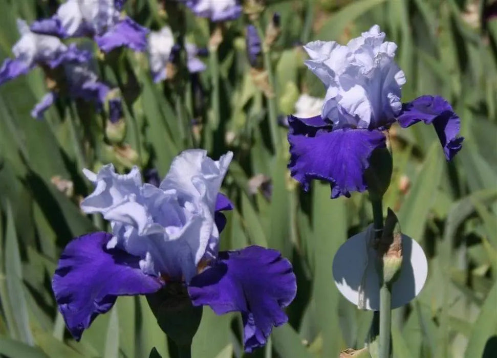 Over Alaska Iris BAREROOT Plants, Iris Germanica - Caribbeangardenseed