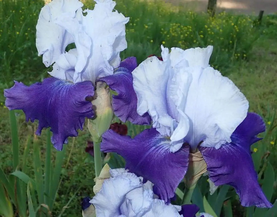 Over Alaska Iris BAREROOT Plants, Iris Germanica - Caribbeangardenseed