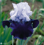 Over Alaska Iris BAREROOT Plants, Iris Germanica - Caribbeangardenseed