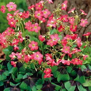 Oxalis Iron Cross bulbs - Great in containers