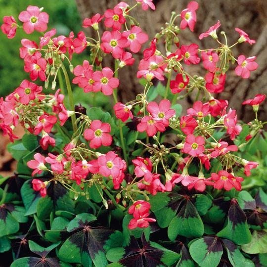Oxalis Iron Cross bulbs - Great in containers