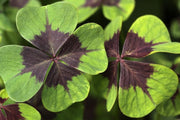 Oxalis Iron Cross bulbs - Great in containers