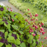 Oxalis Iron Cross bulbs - Great in containers