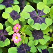 Oxalis Iron Cross bulbs - Great in containers