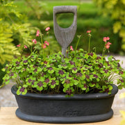 Oxalis Iron Cross bulbs - Great in containers