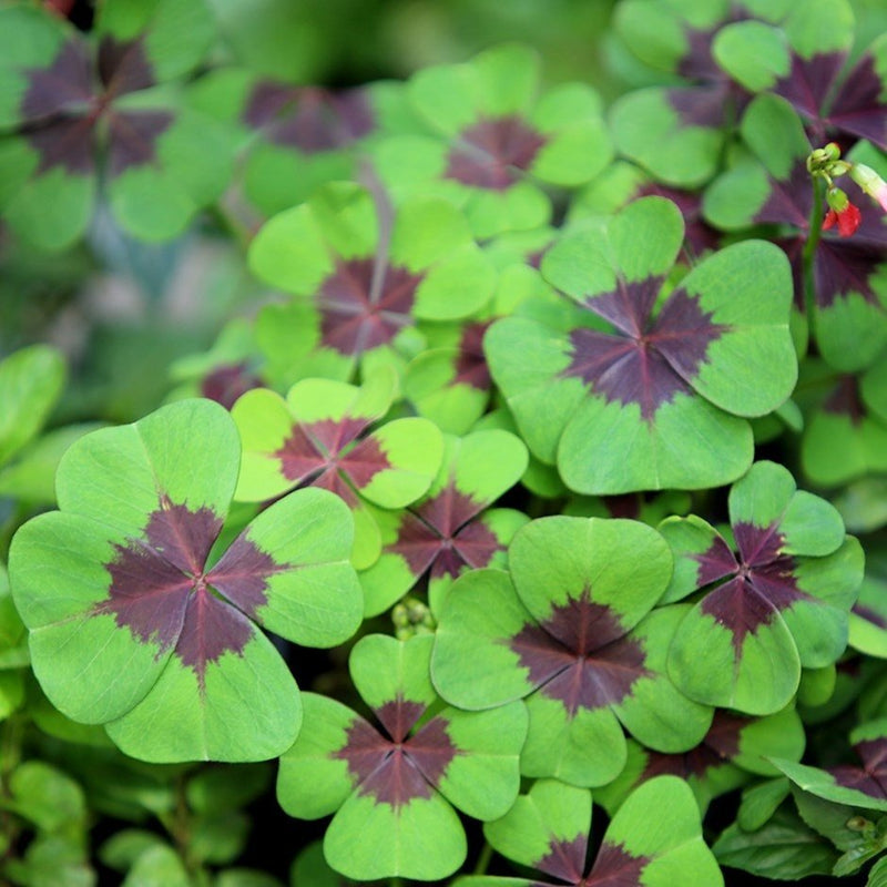 Oxalis Iron Cross bulbs - Great in containers