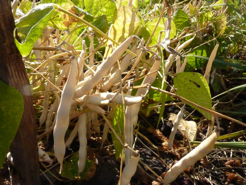 Snowcap Pole Bean Seeds | 100 Seeds