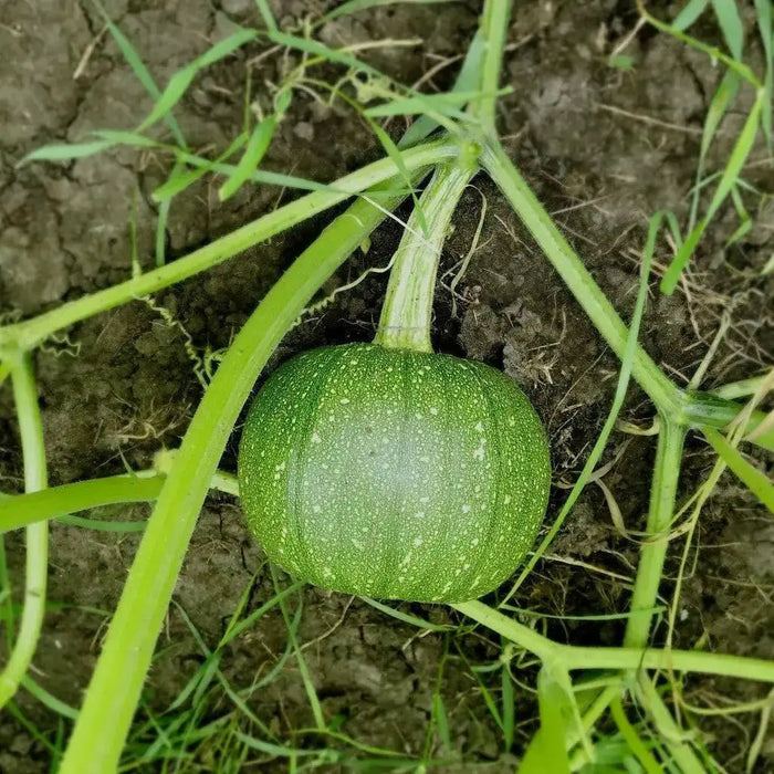 PAM HYBRID Pumpkin Seed- WINTER SQUASH SEED - Caribbean garden seed