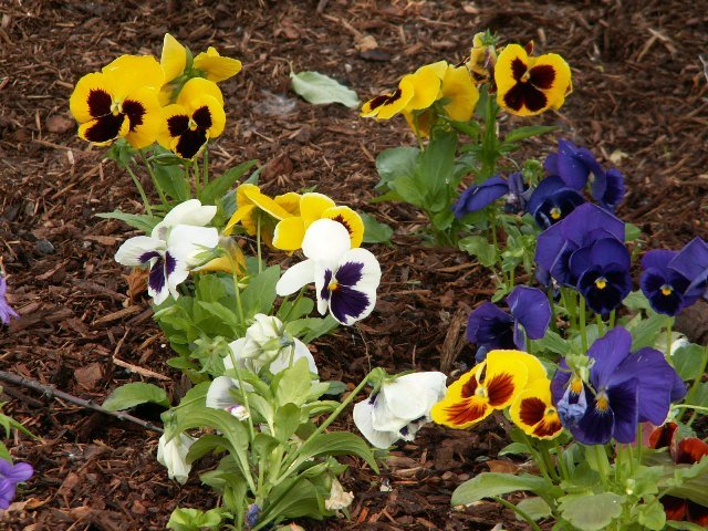 Pansy Plants Live (LIVE PLANT) Mix Color Viola Flowers,