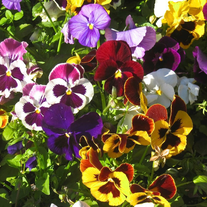 Pansy Plants Live (LIVE PLANT) Mix Color Viola Flowers,