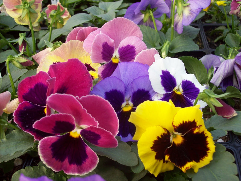 Pansy Plants Live (LIVE PLANT) Mix Color Viola Flowers, - Caribbean garden seed
