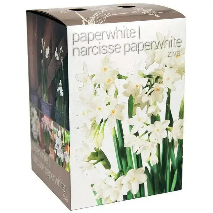 Paperwhite gift set ,-Grow this fragrant beauty.suited to forcing - Caribbean garden seed