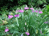 PARASOL ONION SEEDS (Allium insubricum Allium ) Ornamental Onion, Lombardy Garlic, Beautiful ! - Caribbean garden seed