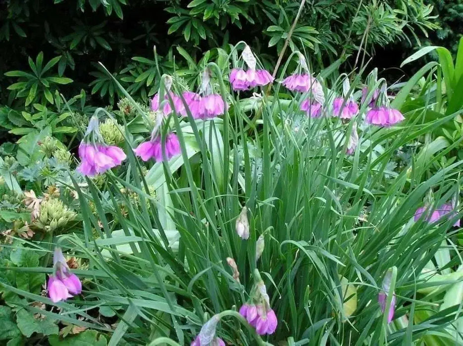 PARASOL ONION SEEDS (Allium insubricum Allium ) Ornamental Onion, Lombardy Garlic, Beautiful ! - Caribbean garden seed