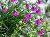 PARASOL ONION SEEDS (Allium insubricum Allium ) Ornamental Onion, Lombardy Garlic, Beautiful ! - Caribbean garden seed