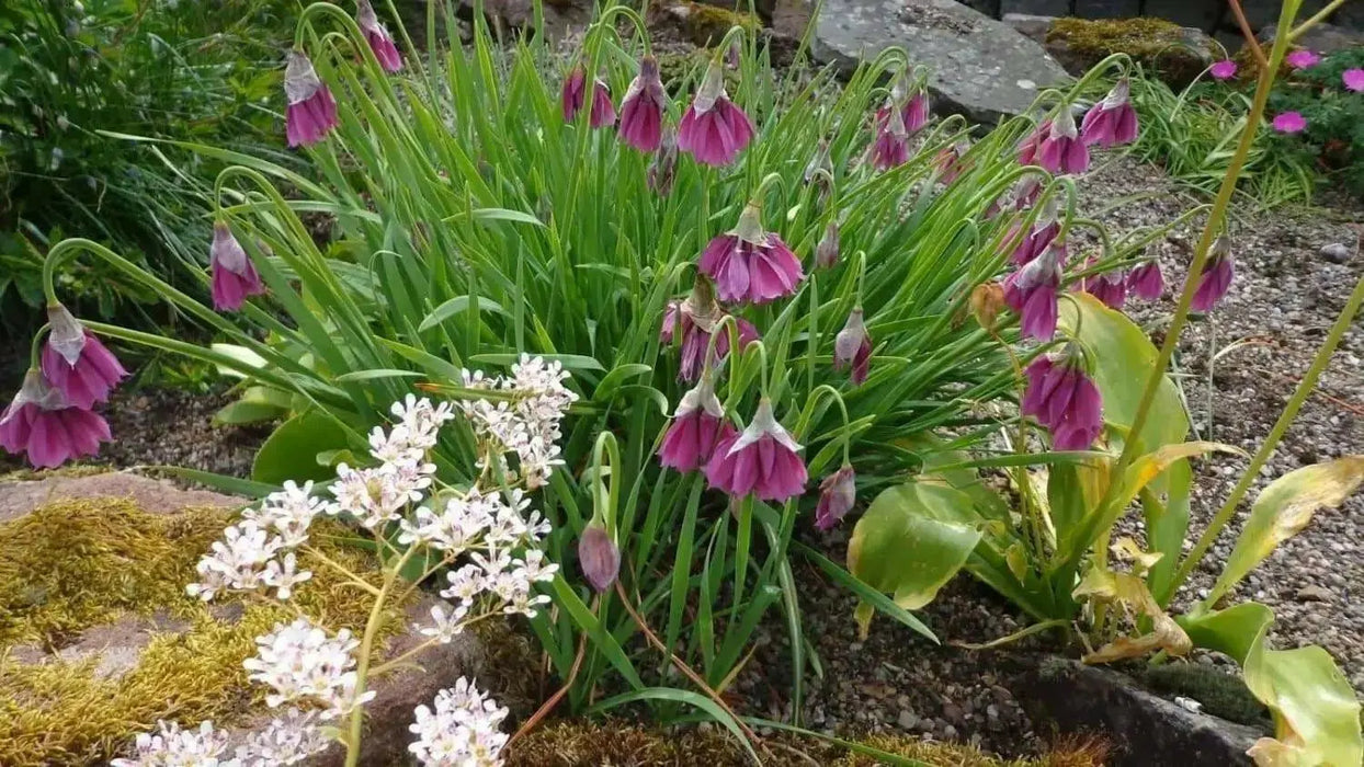 PARASOL ONION SEEDS (Allium insubricum Allium ) Ornamental Onion, Lombardy Garlic, Beautiful ! - Caribbean garden seed
