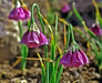 PARASOL ONION SEEDS (Allium insubricum Allium ) Ornamental Onion, Lombardy Garlic, Beautiful ! - Caribbean garden seed