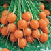 Parisian Carrot seeds, ANNUAL VEGETABLES.