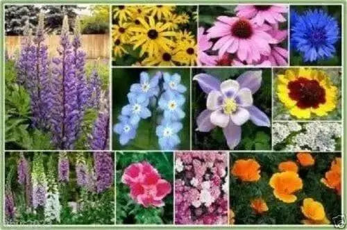 Partial shade wild flower seed mix - Caribbean garden seed