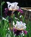 PASSION FOR FASHION Bearded Iris, BAREROOT Plants, Iris Germanica - Caribbeangardenseed