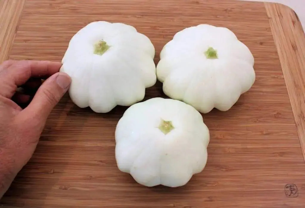 Early White Scallop Bush Summer Squash ,Vegetable Seed ! - Caribbeangardenseed