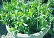 Dwarf Sugar Grey Snow Pea, Heirloom,vegetable Seed, NON-GMO , Organic ! - Caribbean garden seed