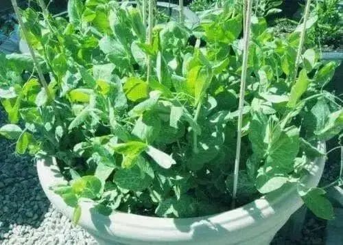 Dwarf Sugar Grey Snow Pea, Heirloom,vegetable Seed, NON-GMO , Organic ! - Caribbean garden seed