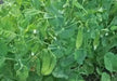Dwarf Sugar Grey Snow Pea, Heirloom,vegetable Seed, NON-GMO , Organic ! - Caribbean garden seed