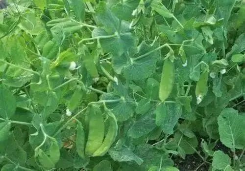 Dwarf Sugar Grey Snow Pea, Heirloom,vegetable Seed, NON-GMO , Organic ! - Caribbean garden seed