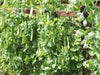 Dwarf Sugar Grey Snow Pea, Heirloom,vegetable Seed, NON-GMO , Organic ! - Caribbean garden seed