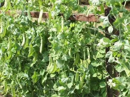 Dwarf Sugar Grey Snow Pea, Heirloom,vegetable Seed, NON-GMO , Organic ! - Caribbean garden seed