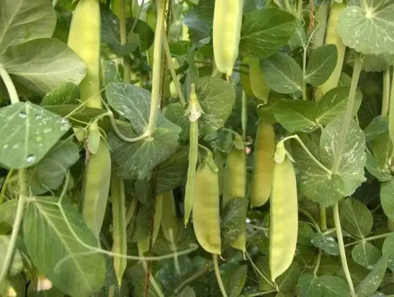 Pea Seeds ~Garden Pea Seeds - Mammoth Melting Sugar Snow Pea Vegetable Seeds Heirloom - Caribbean garden seed