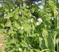 Pea Seeds ~Garden Pea Seeds - Mammoth Melting Sugar Snow Pea Vegetable Seeds Heirloom - Caribbean garden seed