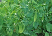 Pea Seeds ~Garden Pea Seeds - Mammoth Melting Sugar Snow Pea Vegetable Seeds Heirloom - Caribbean garden seed