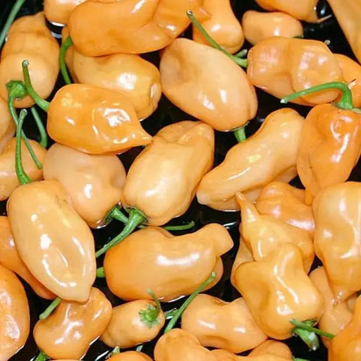 Peach Habanero, Pepper SEEDS, Capsicum chinense, VERY HOT. - Caribbeangardenseed