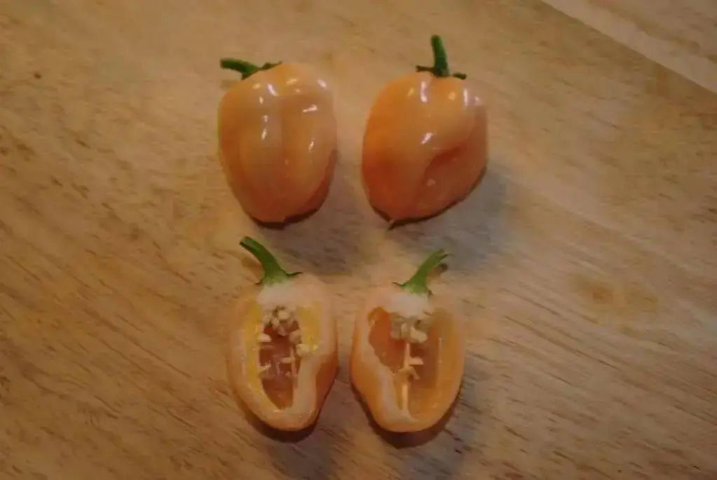 PEACH Habanero Pepper SEEDS, Capsicum chinense, VERY HOT. - Caribbean garden seed