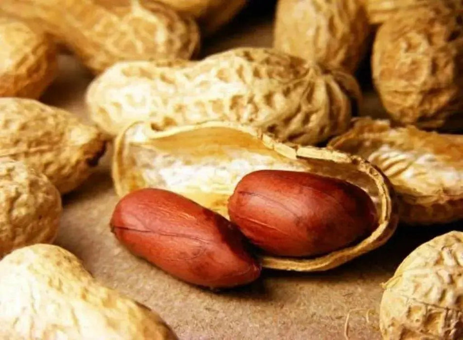 Champ Peanut Seeds ( Out Shell) early maturing Virginia-type peanut. - Caribbean garden seed