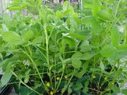 Champ Peanut Seeds ( Out Shell) early maturing Virginia-type peanut. - Caribbean garden seed