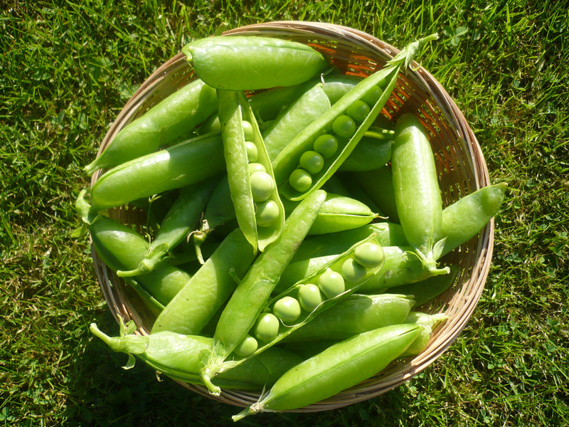 Thomas Laxton Pea Seeds | Pisum sativum | 1900 Heirloom | Sweet Shelling Pea | Early Season | 60–65 Days