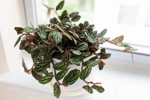 PELLIONIA WATERMELON, STARTER PLANT, Trailing Watermelon Begonia - Caribbean garden seed