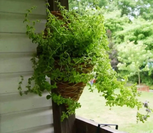 Pennyroyal Mint SEEDS (Mentha pulegium) - Caribbeangardenseed