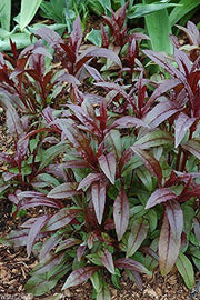 Penstemon digitalis 'Husker Red' Seeds - Foxglove Beardtongue - Caribbean garden seed