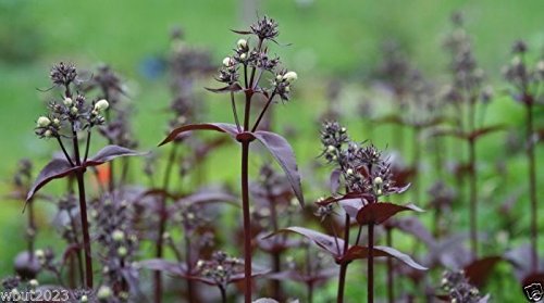 Penstemon digitalis 'Husker Red' Seeds - Foxglove Beardtongue - Caribbean garden seed
