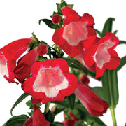Penstemon Seeds - Arabesque Red (Beardtongue) - AAS Winner - Caribbean garden seed